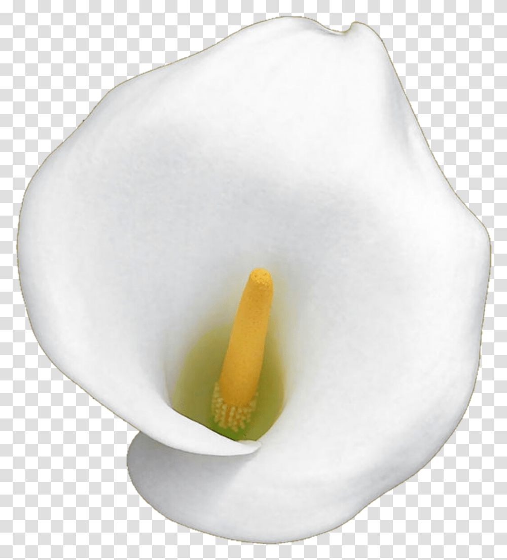 White Calla Lily By Jeanicebartzen27 White Calla Lily White Calla Lily, Plant, Flower, Blossom, Egg Transparent Png