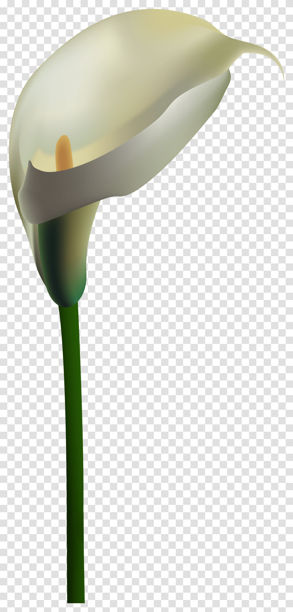 White Calla Lily Clipart Download Calla Lily Border, Plant, Blow Dryer, Appliance, Hair Drier Transparent Png