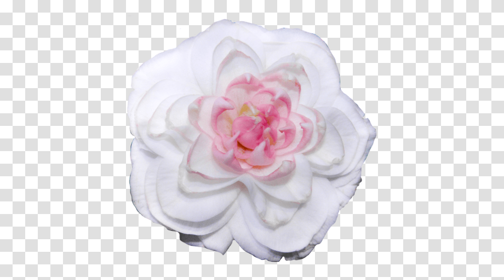 White Camellias Background, Rose, Flower, Plant, Blossom Transparent Png