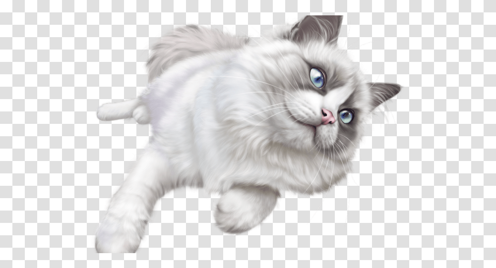 White Cat Background, Angora, Pet, Mammal, Animal Transparent Png