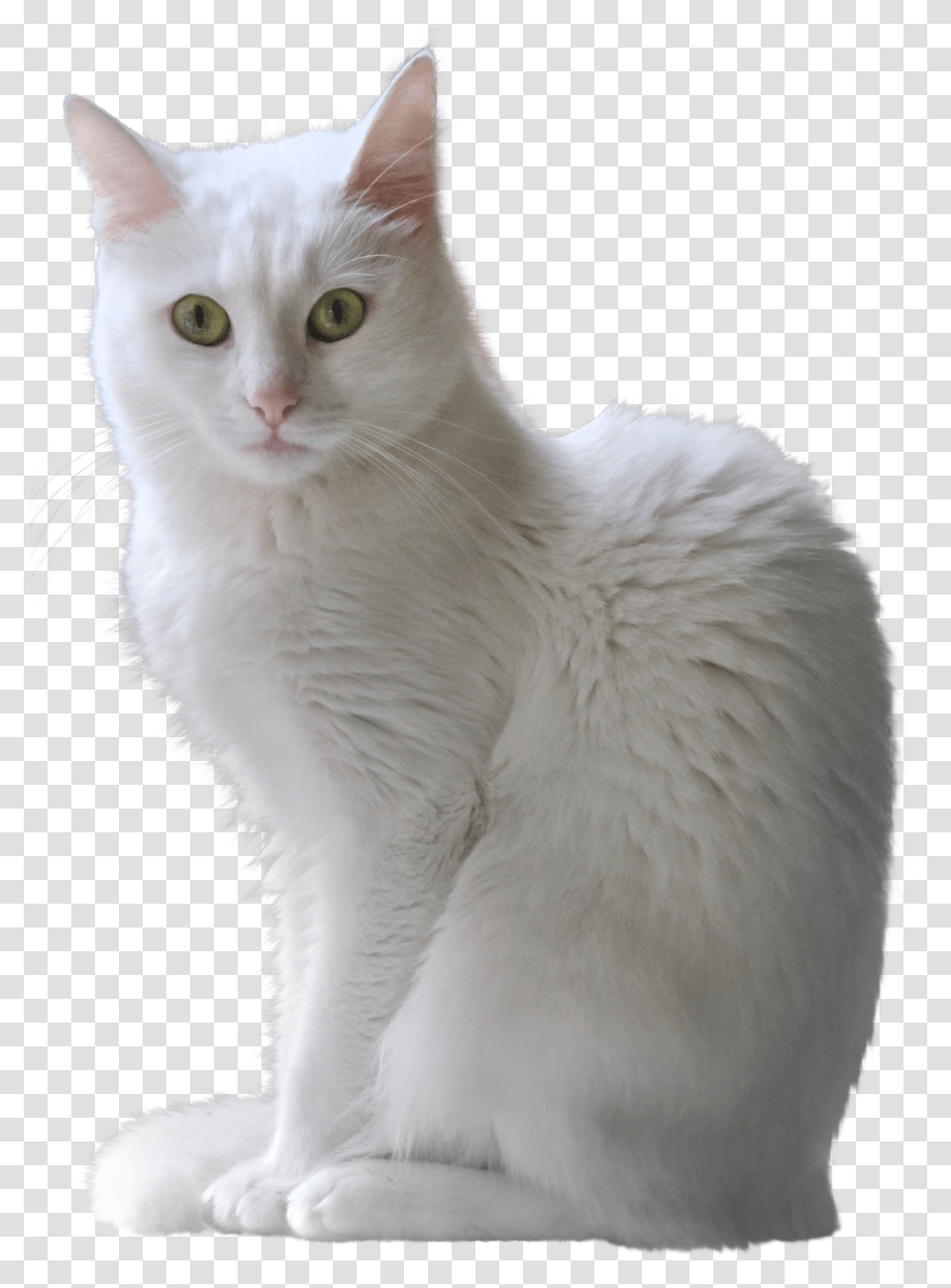 White Cat Background Background White Cat Transparent Png