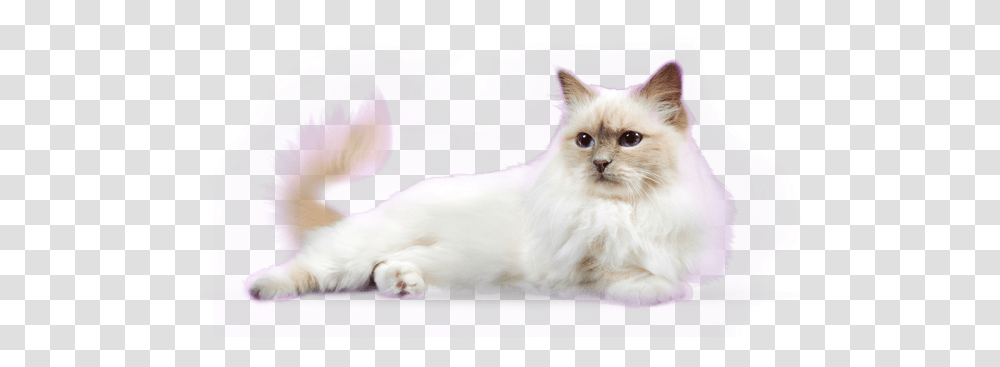 White Cat Background Sleeping Cat With Background, Pet, Mammal, Animal, Angora Transparent Png