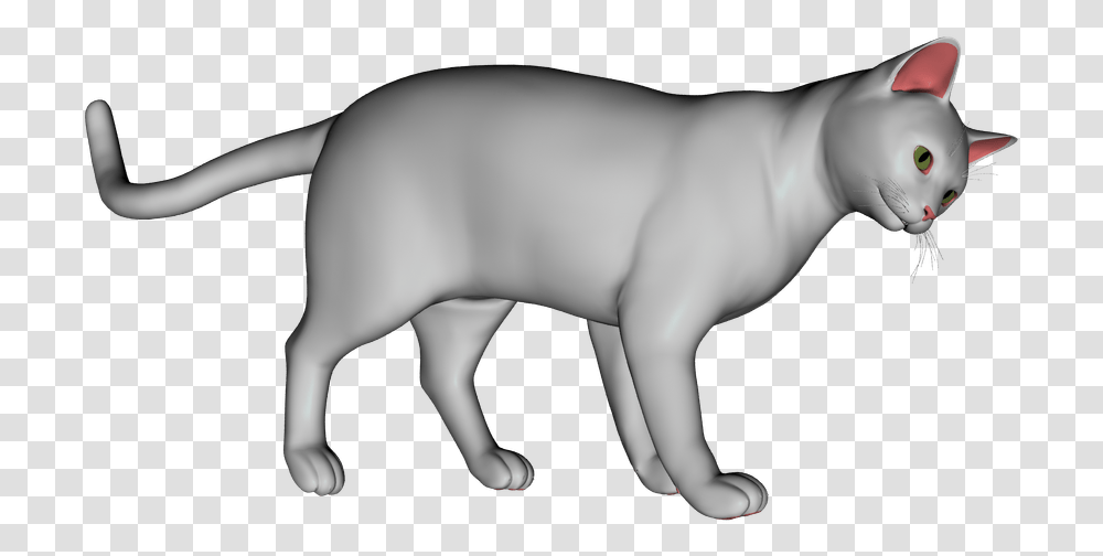 White Cat Peterbald, Baby, Person, Human, Blow Dryer Transparent Png
