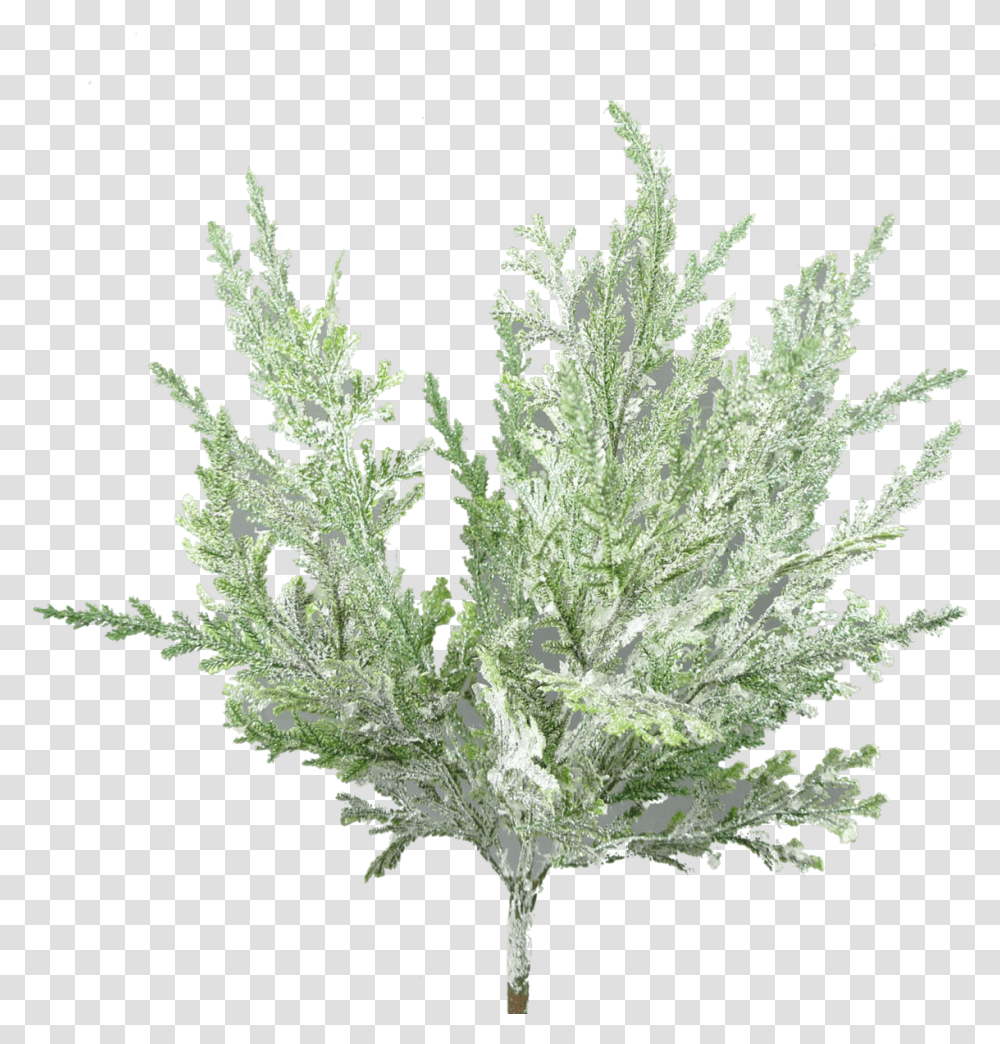 White Cedar, Tree, Plant, Ornament, Pattern Transparent Png