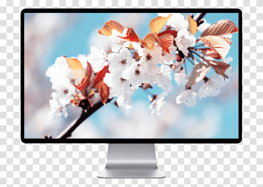 White Cherry Blossom, Monitor, Screen, Electronics, Display Transparent Png