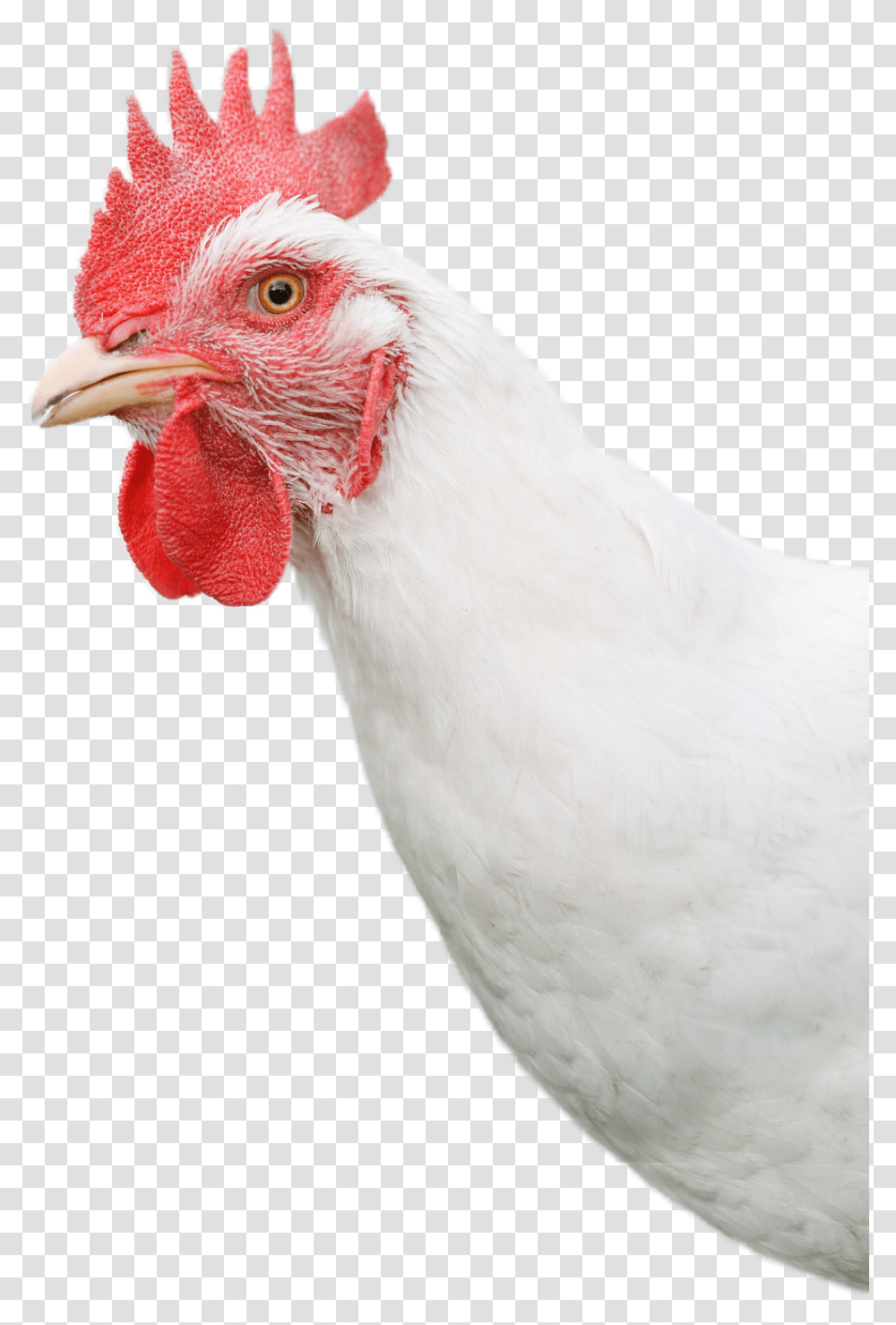 White Chicken Head, Bird, Animal, Hen, Poultry Transparent Png