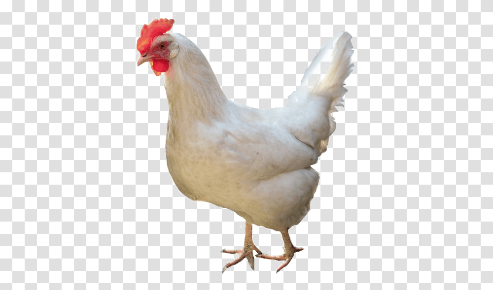 White Chicken High Chicken White, Poultry, Fowl, Bird, Animal Transparent Png