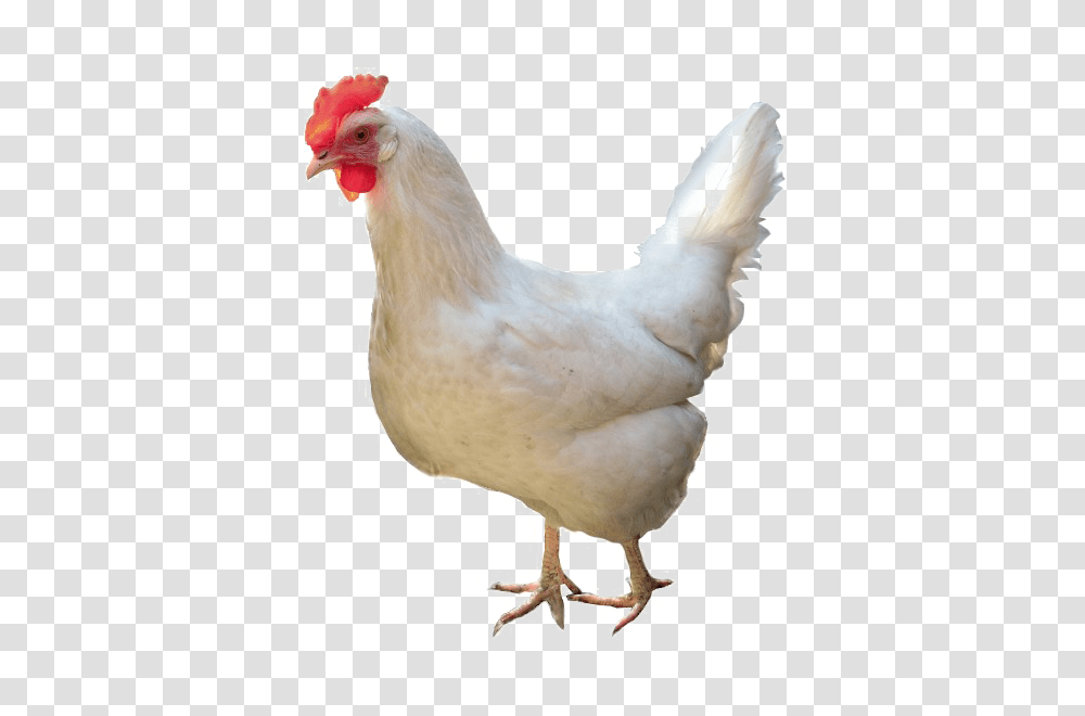 White Chicken High Quality Image Arts, Poultry, Fowl, Bird, Animal Transparent Png
