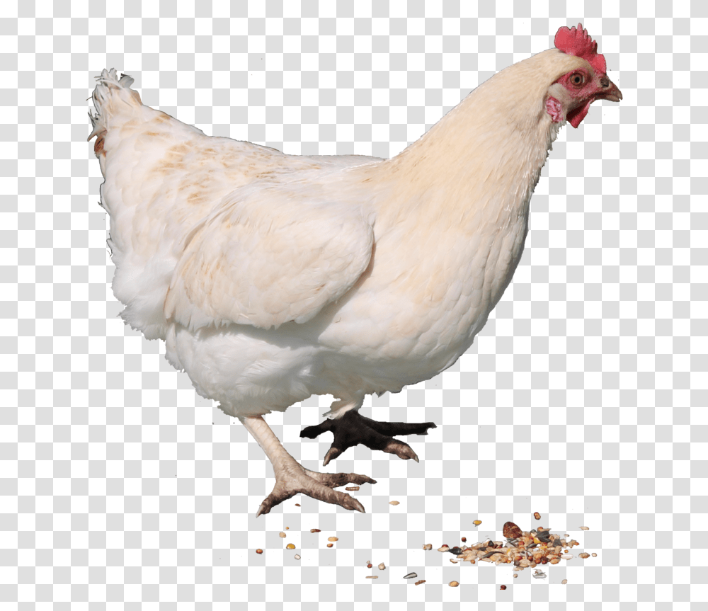 White Chicken Image Hen Chicken, Poultry, Fowl, Bird, Animal Transparent Png