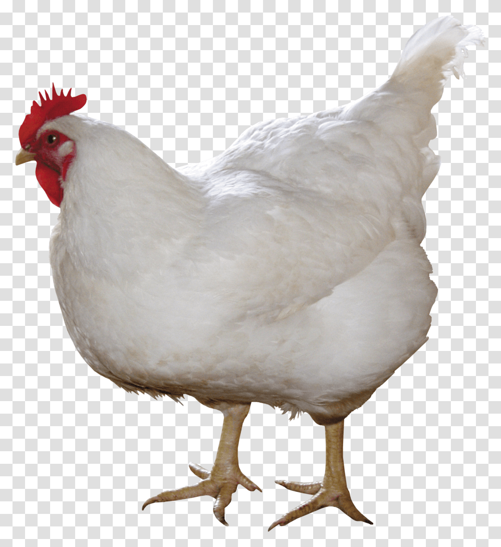 White Chicken Image, Poultry, Fowl, Bird, Animal Transparent Png