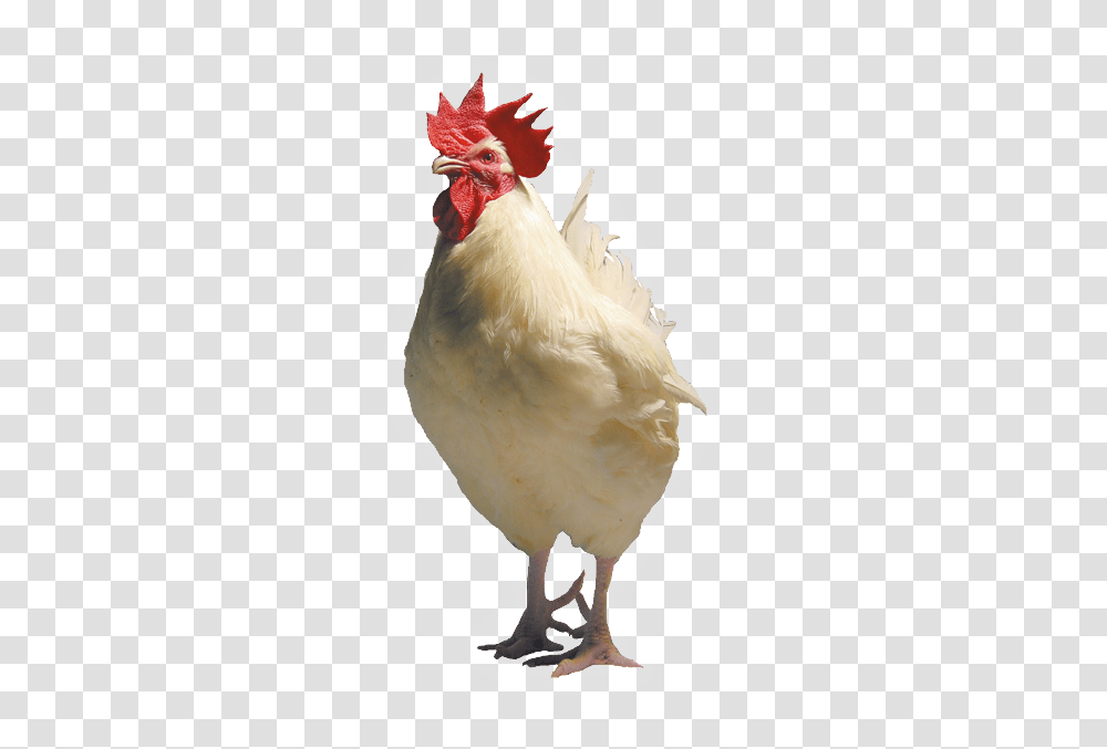 White Chicken, Poultry, Fowl, Bird, Animal Transparent Png