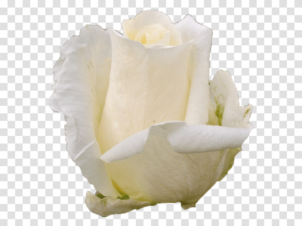 White Chocolate White Rose Fresh, Flower, Plant, Blossom, Petal Transparent Png
