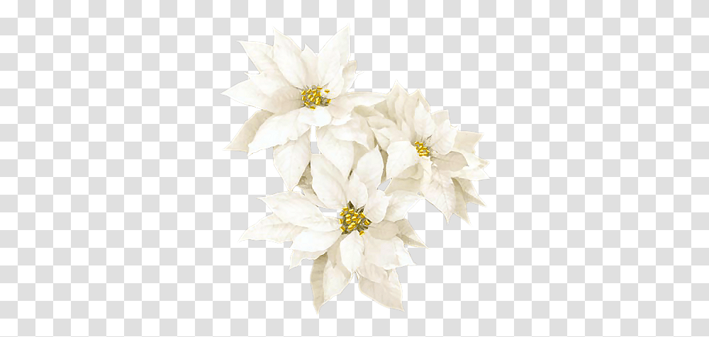 White Christmas Flowers, Plant, Anther, Flower Arrangement, Flower Bouquet Transparent Png