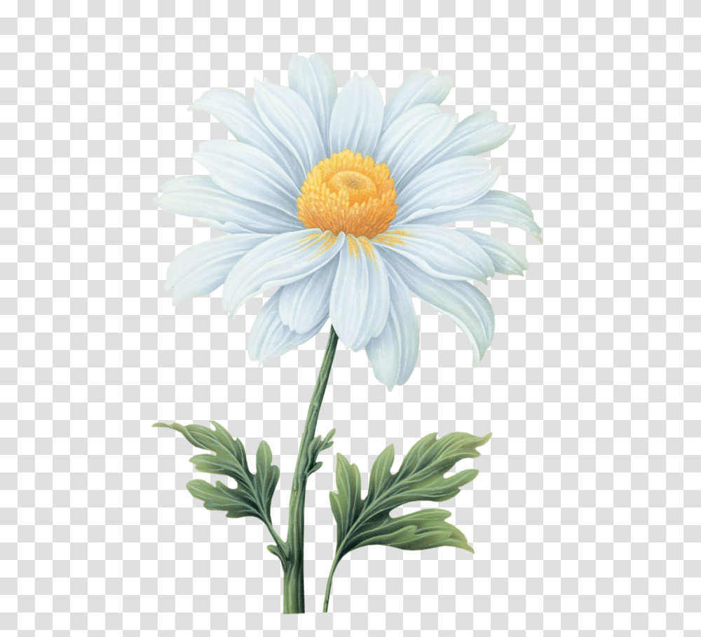 White Chrysanthemum Flower Absolute Daisy Flower Watercolor, Plant, Daisies, Blossom, Pollen Transparent Png