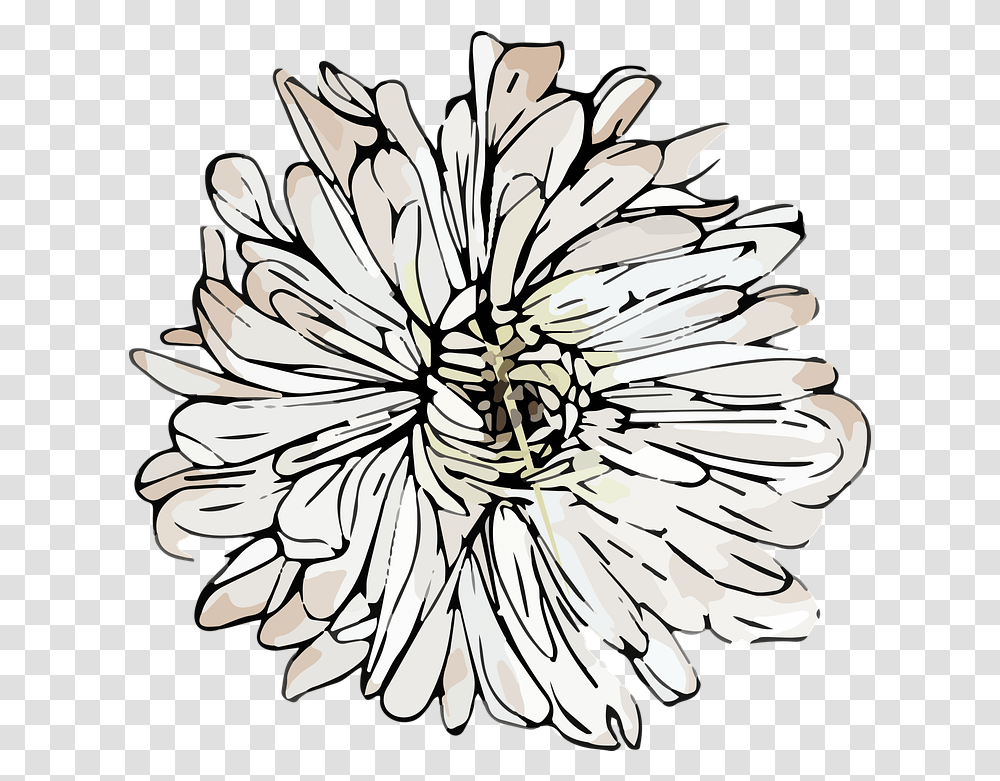 White Chrysanthemum Flower, Plant, Pineapple, Food, Dahlia Transparent Png