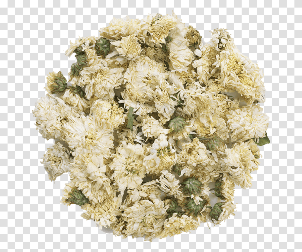 White Chrysanthemum, Plant, Flower, Blossom, Sea Transparent Png