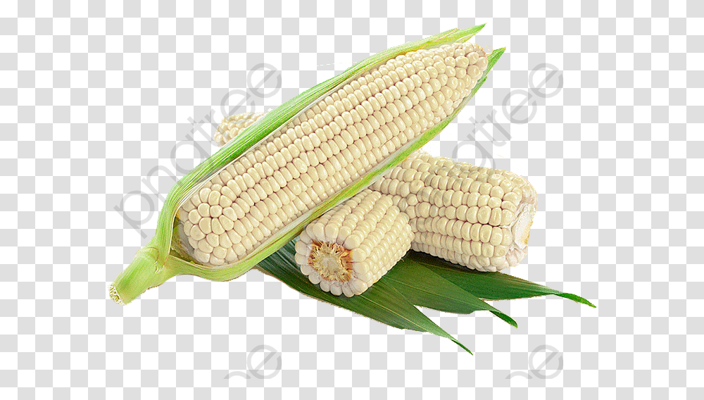 White Corn Cob Clipart White Corn, Plant, Snake, Reptile, Animal Transparent Png