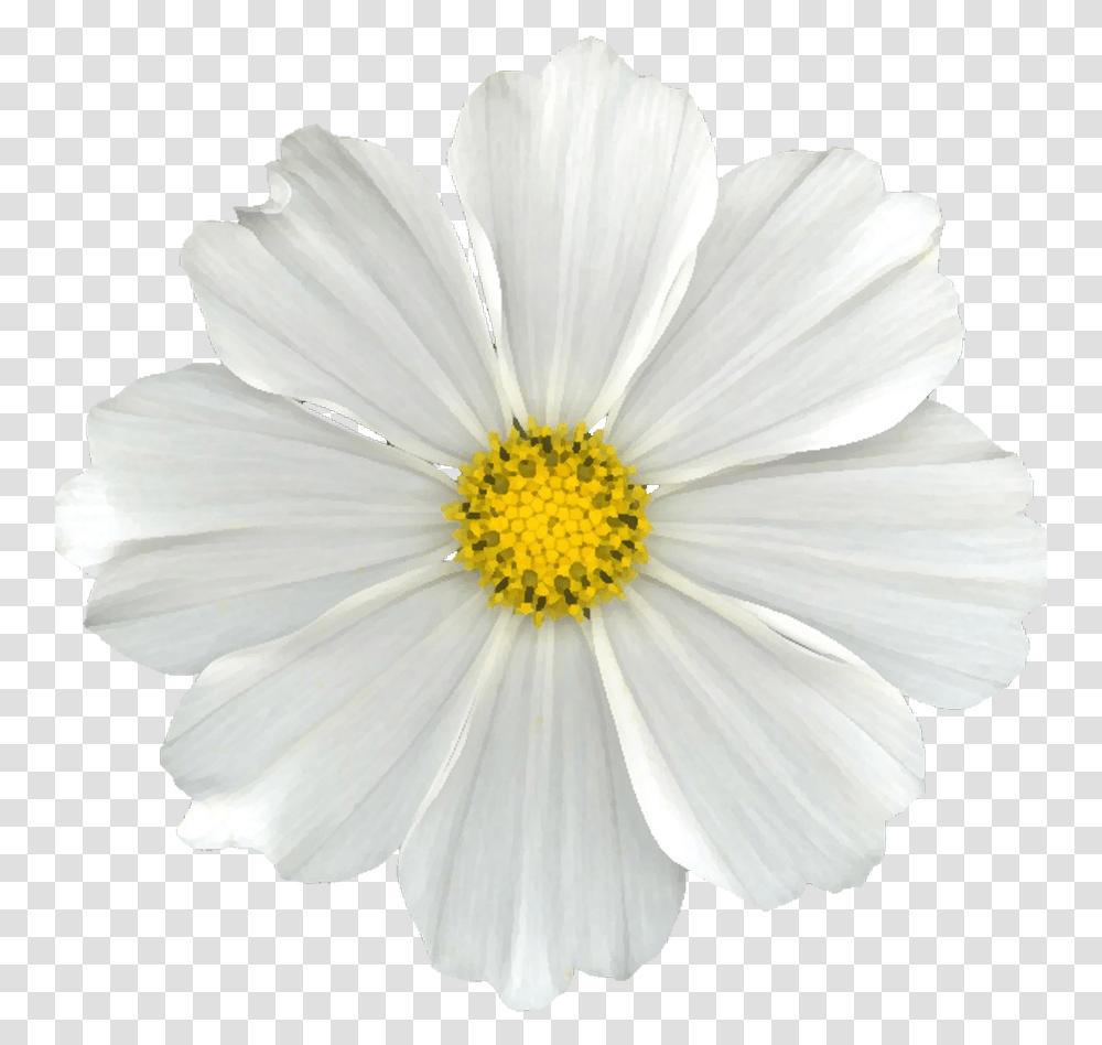 White Cosmos Flower, Plant, Pollen, Daisy, Daisies Transparent Png
