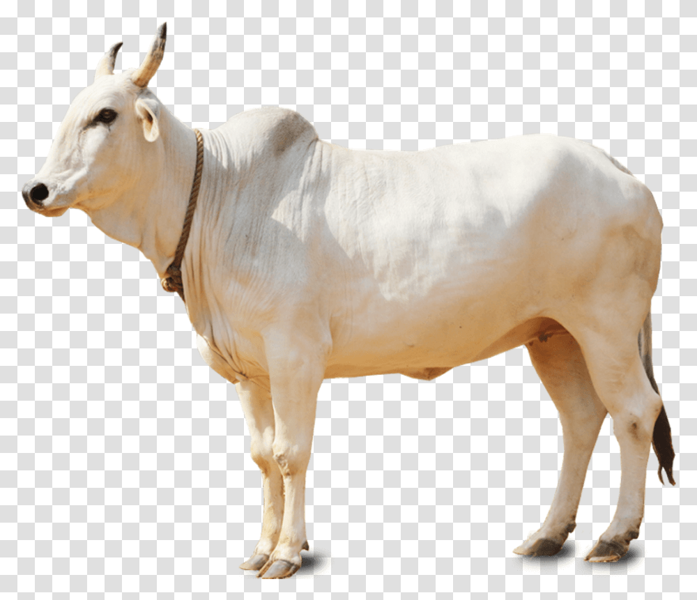 White Cow, Bull, Mammal, Animal, Cattle Transparent Png