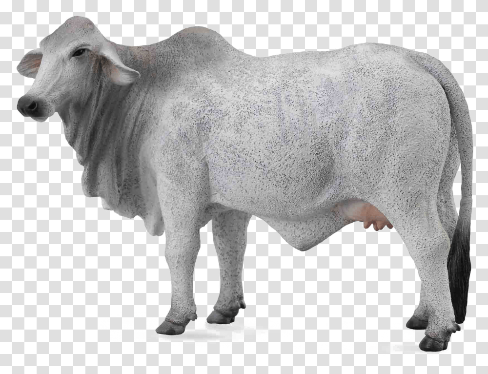 White Cow Image Background Collecta Brahma Cow, Bull, Mammal, Animal, Ox Transparent Png