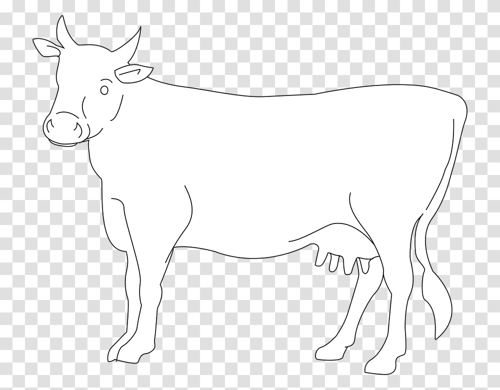 White Cow Photo Arts, Animal, Bull, Mammal, Cattle Transparent Png