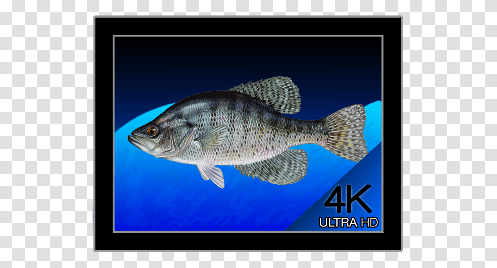 White Crappie, Fish, Animal, Perch Transparent Png