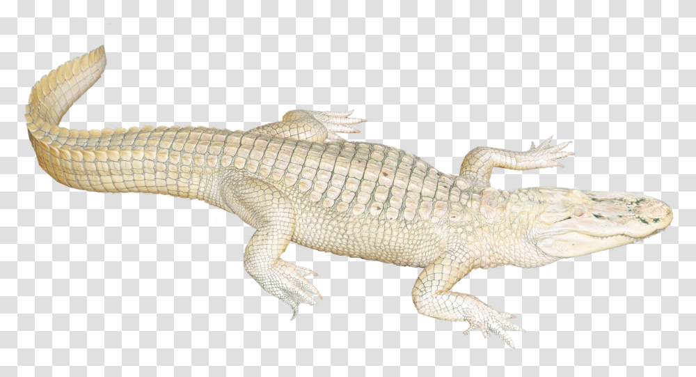 White Crocodile Background, Lizard, Reptile, Animal, Alligator Transparent Png