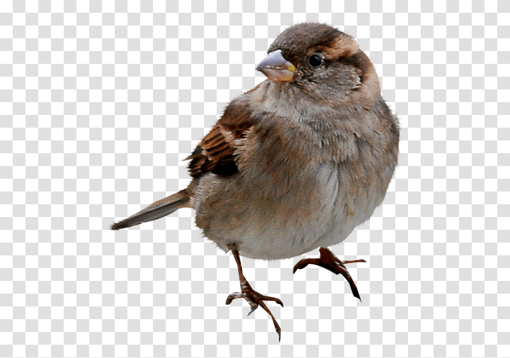 White Crowned Sparrow, Bird, Animal, Finch, Anthus Transparent Png