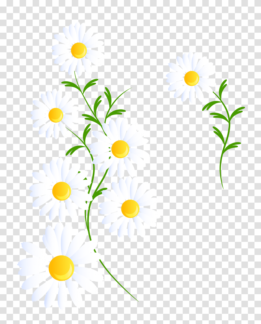 White Daisies Decoration Gallery, Plant, Daisy, Flower, Blossom Transparent Png