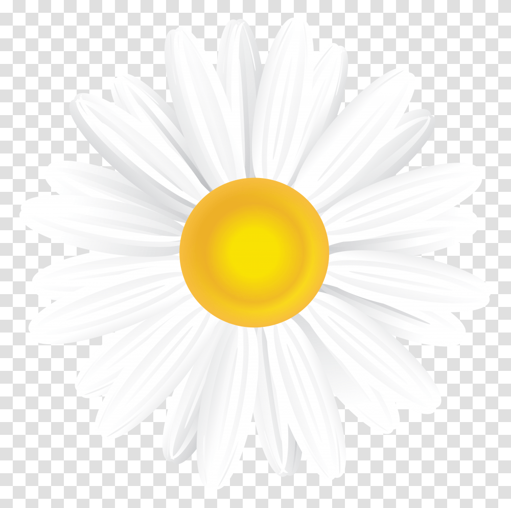 White Daisy Clip Art, Plant, Flower, Daisies, Blossom Transparent Png