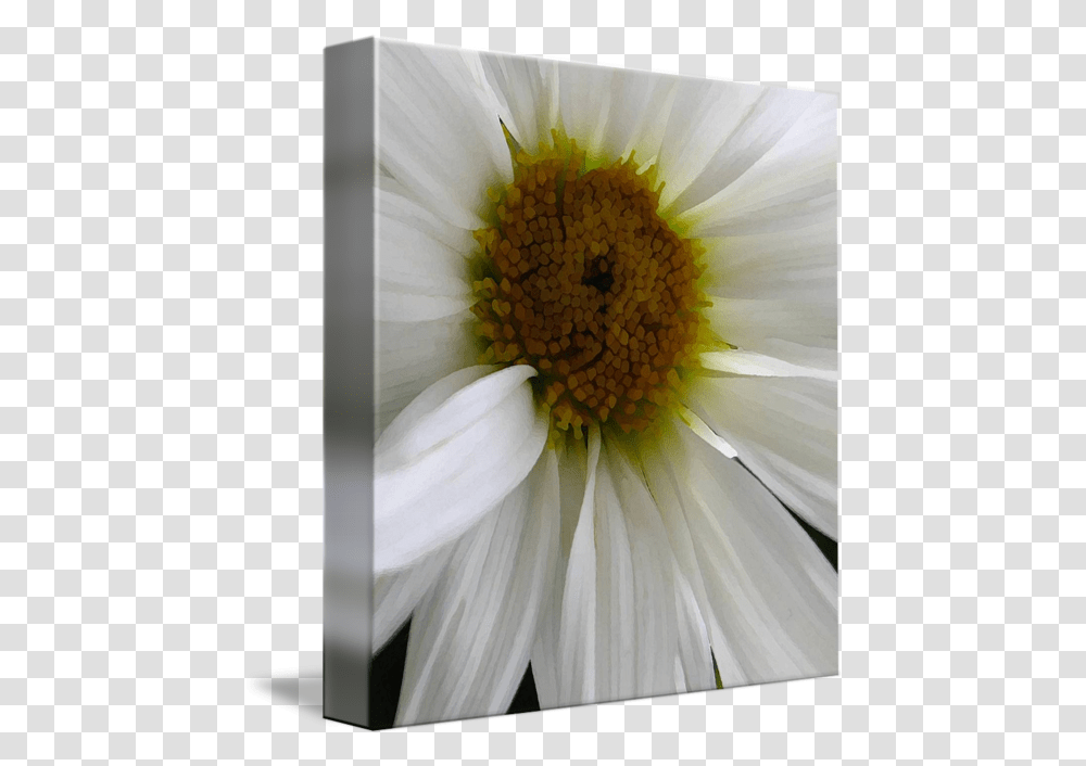 White Daisy Close Up By Debbie Vinci Lovely, Plant, Flower, Daisies, Blossom Transparent Png