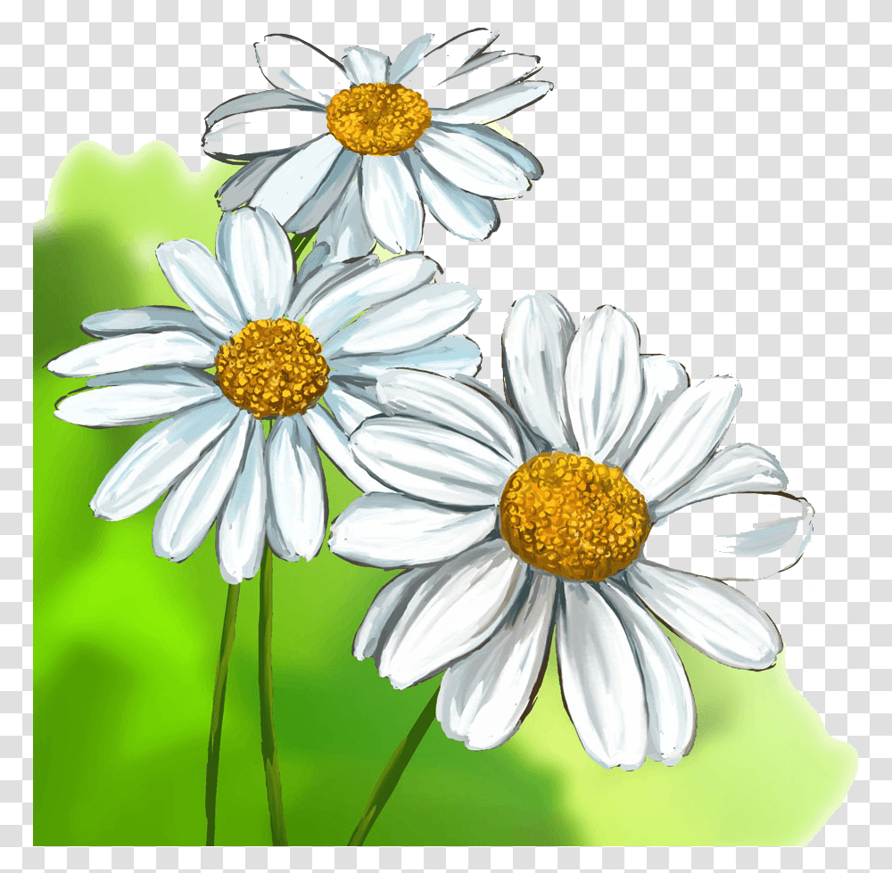 White Daisy Drawing Free Download Realistic Daisy Flower Drawing, Plant, Daisies, Blossom, Pollen Transparent Png