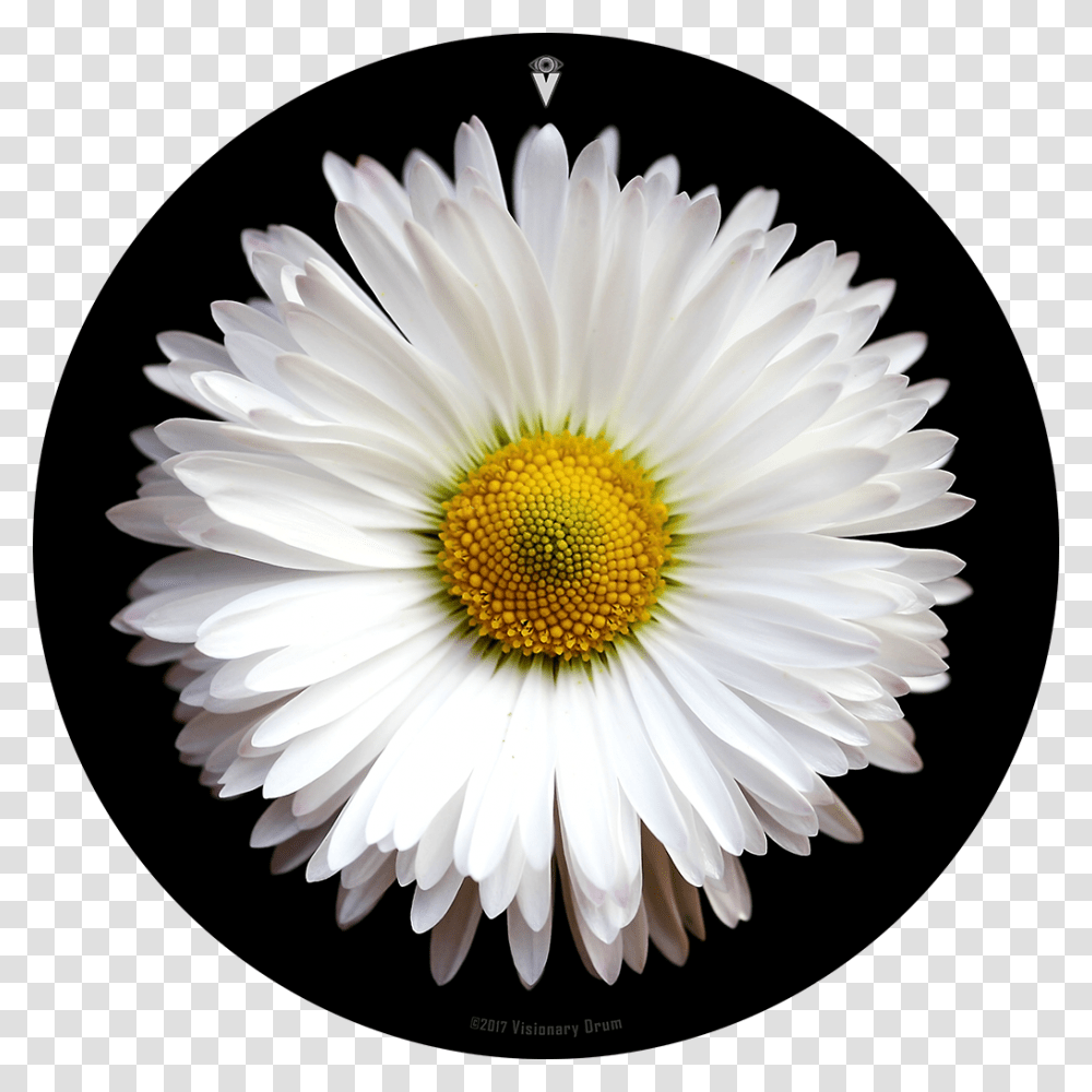 White Daisy Flower Drum Skin For Bass Snare And Tom Daisy Flower, Plant, Daisies, Blossom Transparent Png