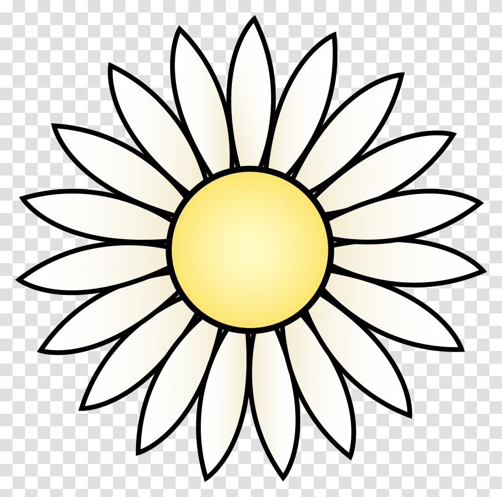 White Daisy Flower, Pattern, Plant, Blossom, Floral Design Transparent Png