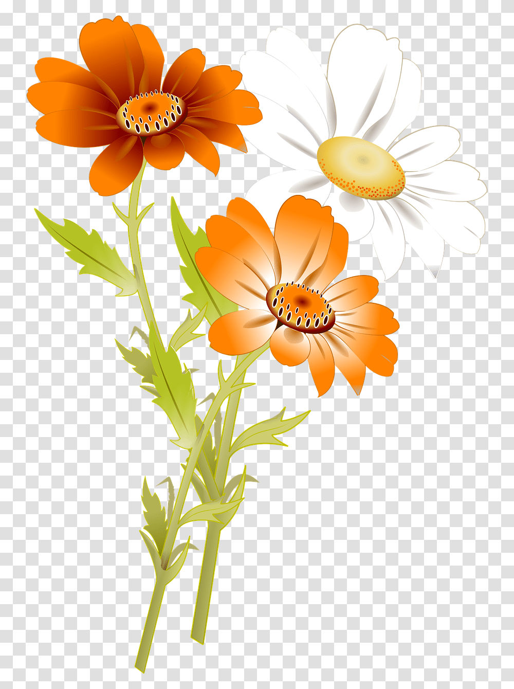 White Daisy Orange Flowers, Plant, Floral Design, Pattern Transparent Png