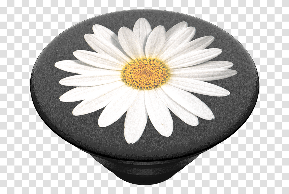 White Daisy Palace, Plant, Flower, Daisies, Blossom Transparent Png