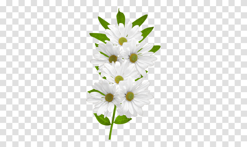 White Daisy Picture 1886263 White Daisy Flower Clipart, Plant, Daisies, Blossom, Petal Transparent Png