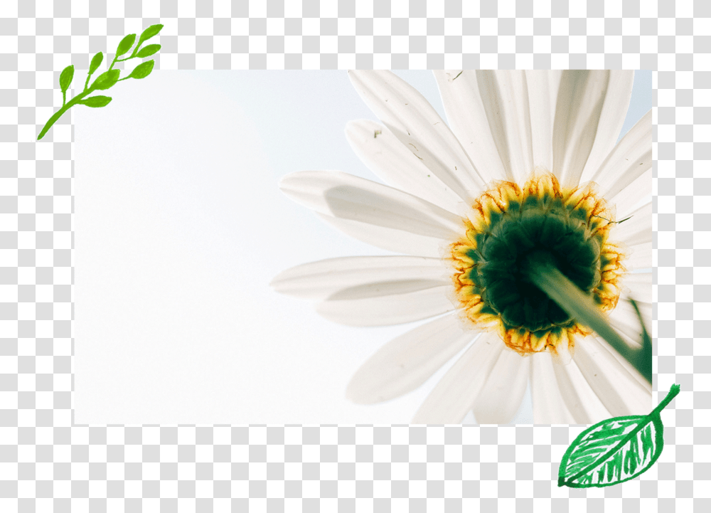 White Daisy, Plant, Flower, Daisies, Blossom Transparent Png