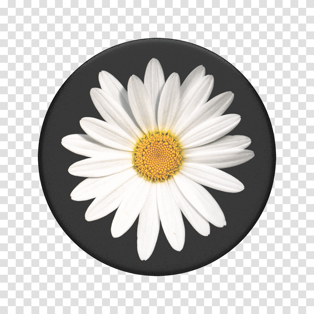 White Daisy Popsockets Popgrip, Plant, Flower, Blossom, Daisies Transparent Png