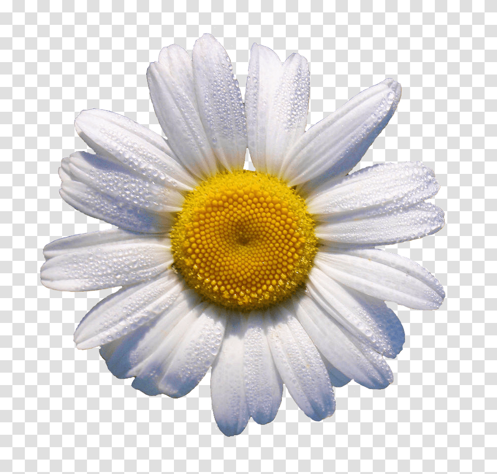 White Daisy This Would Look Grrr88 In A Flower Crown Daisy, Plant, Daisies, Blossom Transparent Png