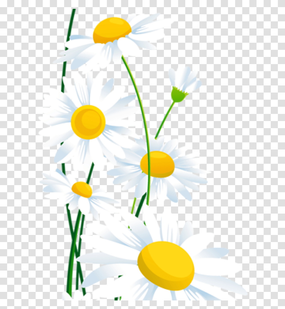 White Daisy White Daisy Border, Flower, Plant, Daisies, Blossom Transparent Png