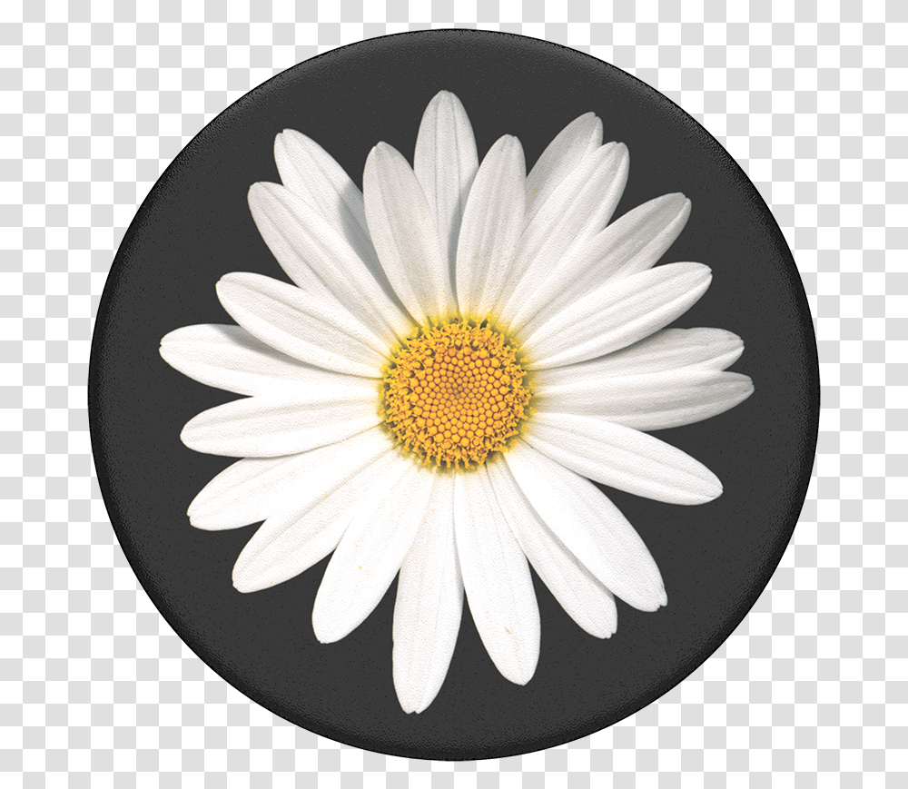 White Daisy White Daisy, Plant, Flower, Blossom, Daisies Transparent Png