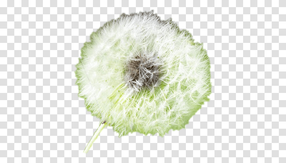 White Dandelion Background Play Allergy, Plant, Tennis Ball, Sport, Sports Transparent Png