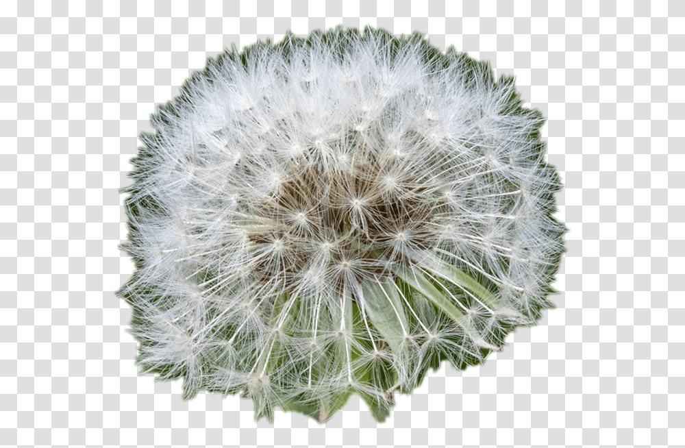 White Dandelion File Dandelion, Plant, Flower, Blossom Transparent Png
