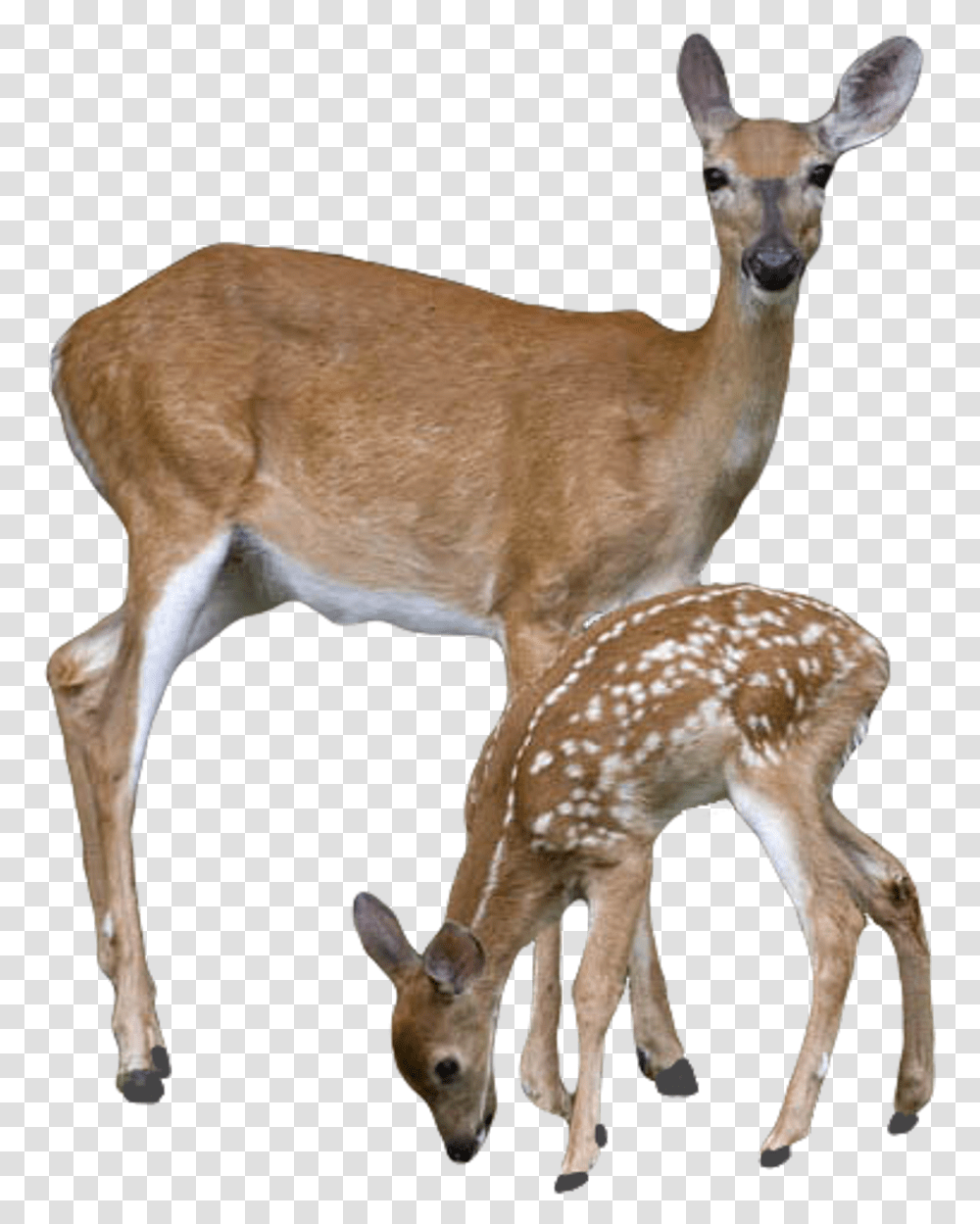 White Deers, Wildlife, Mammal, Animal, Antelope Transparent Png