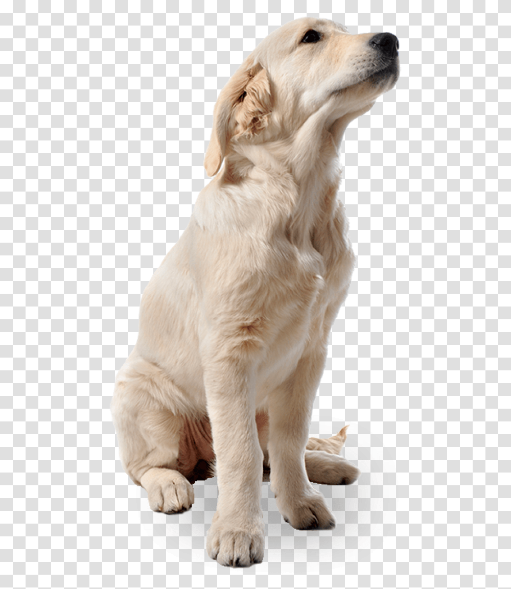 White Dog Dog Full Hd, Pet, Canine, Animal, Mammal Transparent Png