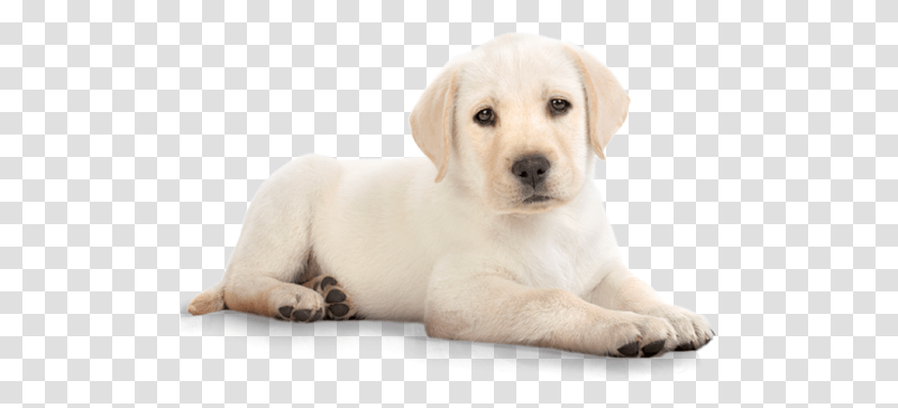 White Dog Image Dog, Pet, Canine, Animal, Mammal Transparent Png
