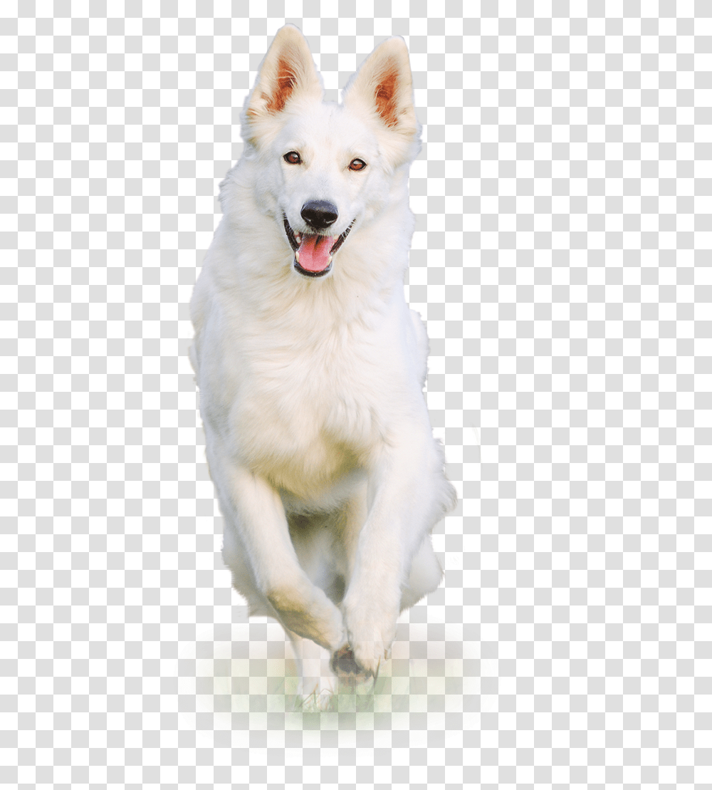 White Dog, Pet, Canine, Animal, Mammal Transparent Png