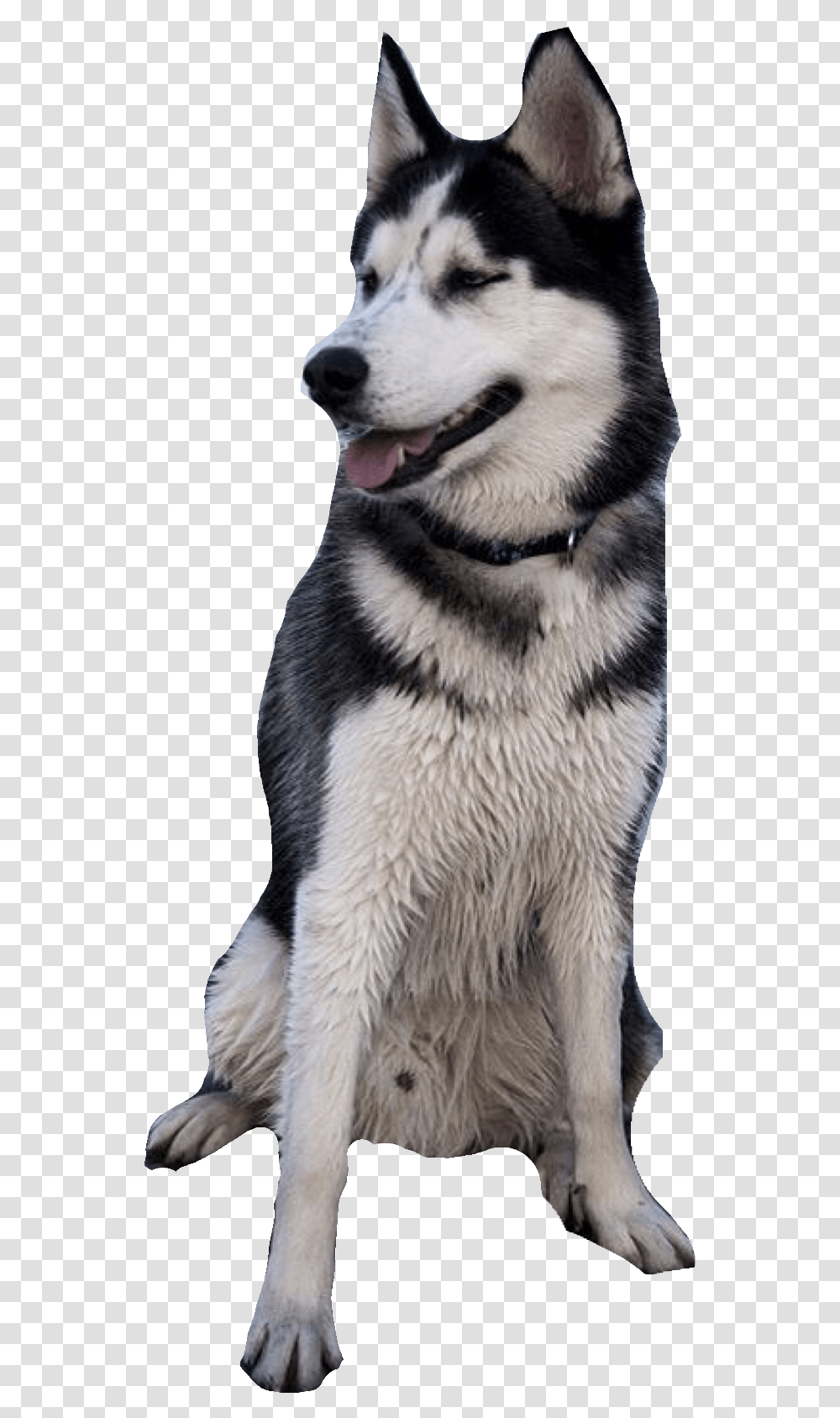 White Dog Siberian Husky Background, Pet, Canine, Animal, Mammal Transparent Png