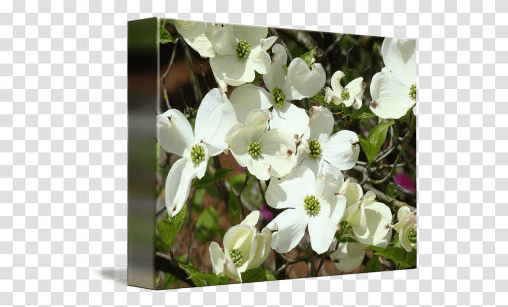White Dogwood Flowering Tree Art Prints Flowers By Baslee Troutman Fine Flowering Dogwood, Plant, Geranium, Pollen, Petal Transparent Png